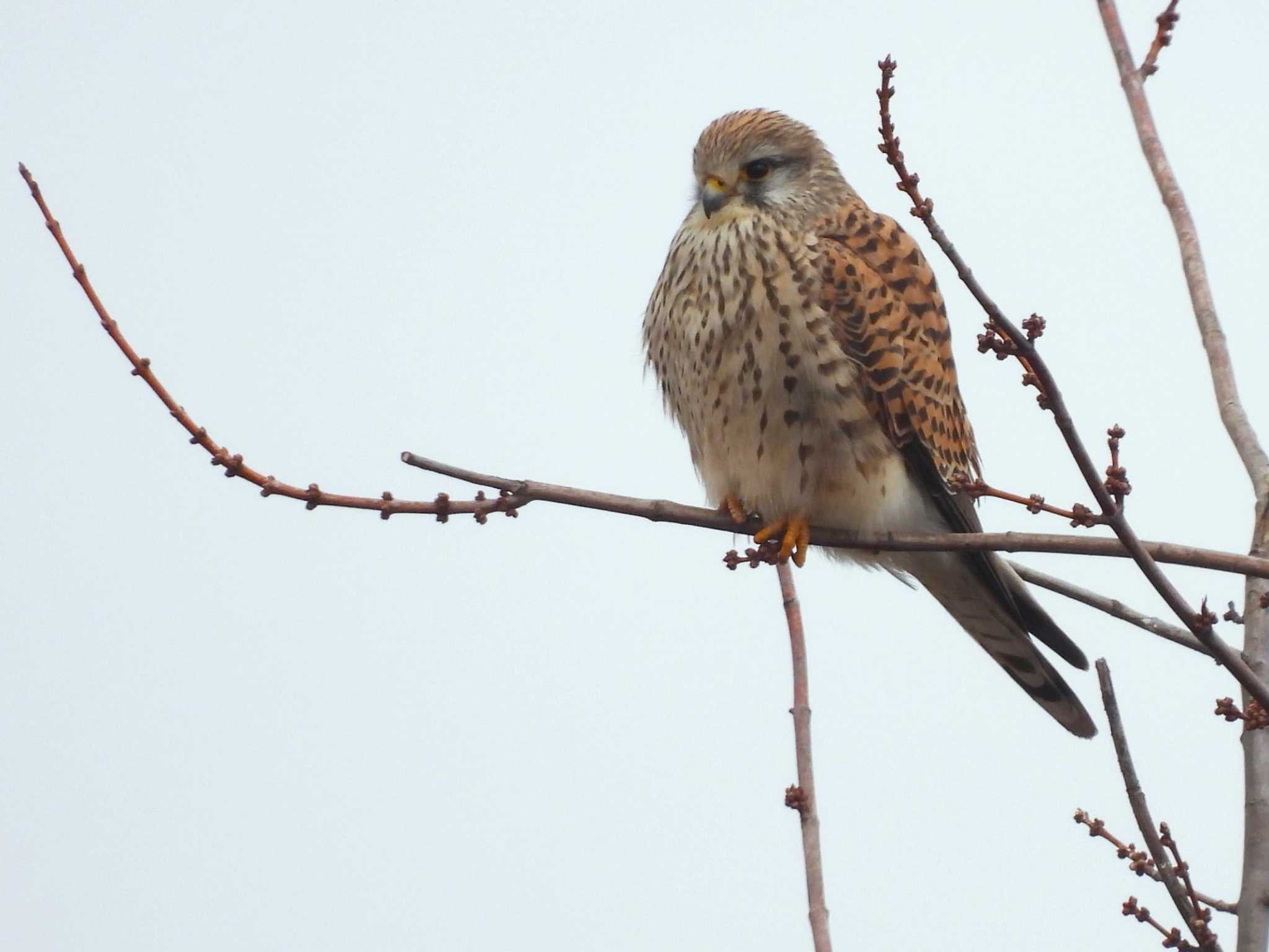 Common Kestrel