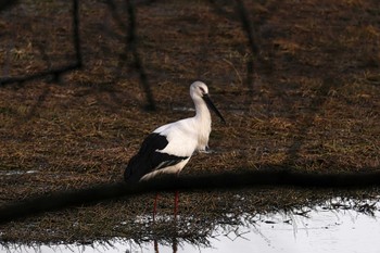 コウノトリ 昆陽池公園 2024年2月4日(日)