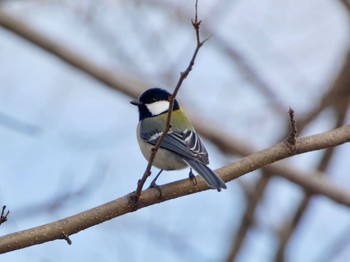 Japanese Tit Watarase Yusuichi (Wetland) Sun, 2/4/2024