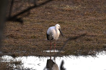 コウノトリ 昆陽池公園 2024年2月4日(日)