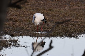 コウノトリ 昆陽池公園 2024年2月4日(日)