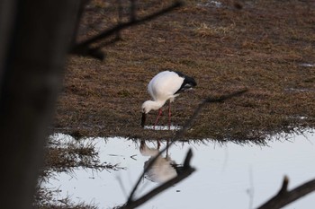 コウノトリ 昆陽池公園 2024年2月4日(日)