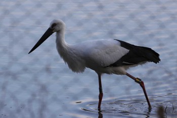 コウノトリ 昆陽池公園 2024年2月4日(日)