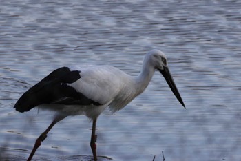 コウノトリ 昆陽池公園 2024年2月4日(日)