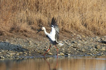 コウノトリ 昆陽池公園 2024年2月4日(日)