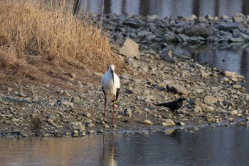 コウノトリ 昆陽池公園 2024年2月4日(日)