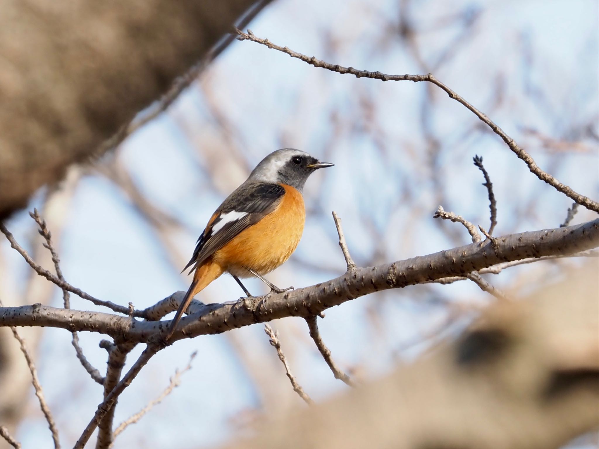 Photo of Daurian Redstart at Watarase Yusuichi (Wetland) by shu118