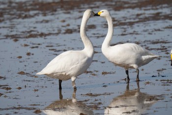 Tundra Swan 東庄町 Sat, 1/27/2024