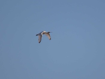 2024年2月4日(日) 蕪栗沼の野鳥観察記録