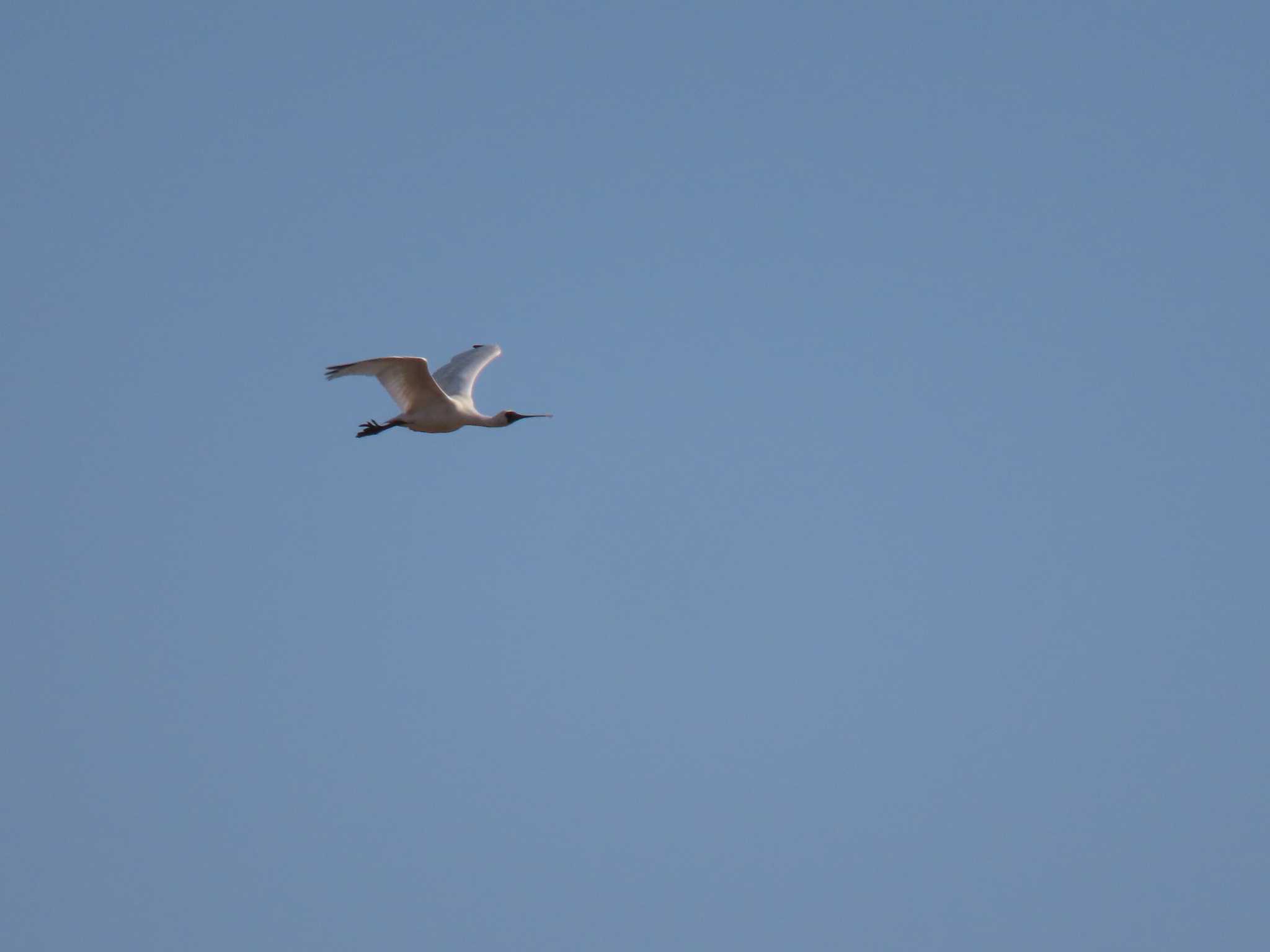 Black-faced Spoonbill