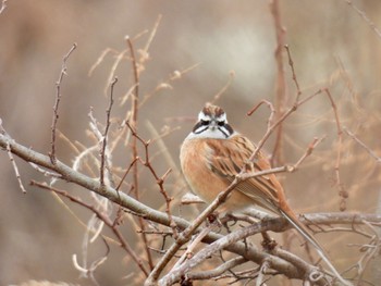 2024年2月6日(火) 杭瀬川スポーツ公園の野鳥観察記録