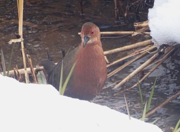 2024年2月6日(火) 舞岡公園の野鳥観察記録