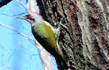 Japanese Green Woodpecker 東京都立桜ヶ丘公園(聖蹟桜ヶ丘) Tue, 1/30/2024