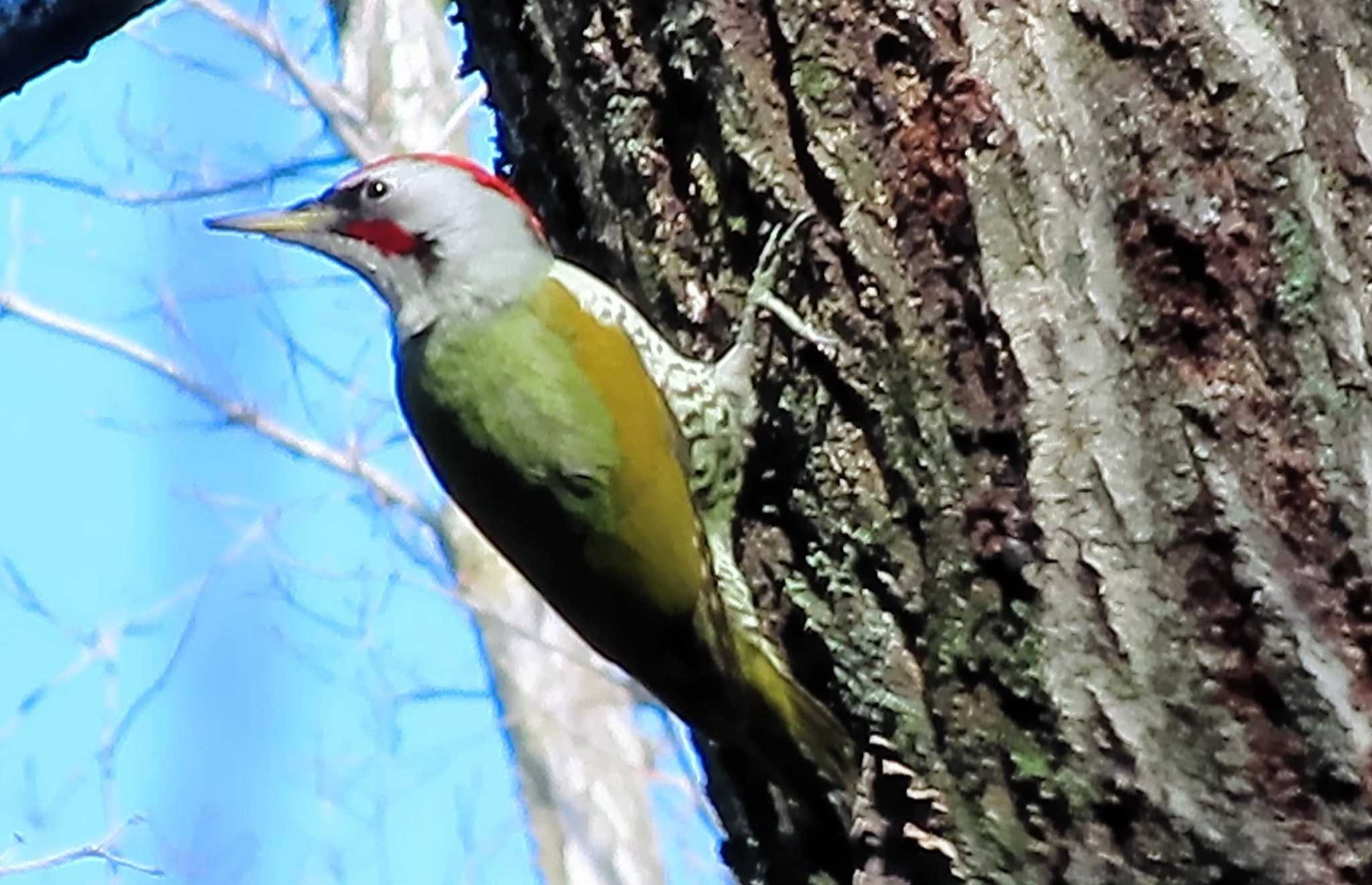 Photo of Japanese Green Woodpecker at 東京都立桜ヶ丘公園(聖蹟桜ヶ丘) by ashi