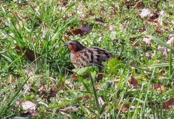 Chinese Bamboo Partridge 東京都立桜ヶ丘公園(聖蹟桜ヶ丘) Tue, 1/30/2024