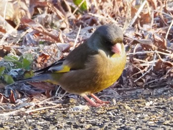 Oriental Greenfinch(kawarahiba) Suwako Lake Sat, 2/3/2024