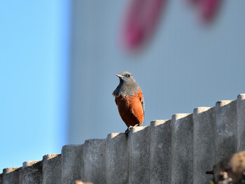 Blue Rock Thrush 神奈川03 Sat, 11/17/2018