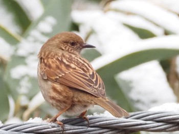 Japanese Accentor 岡谷林道 Sun, 2/4/2024