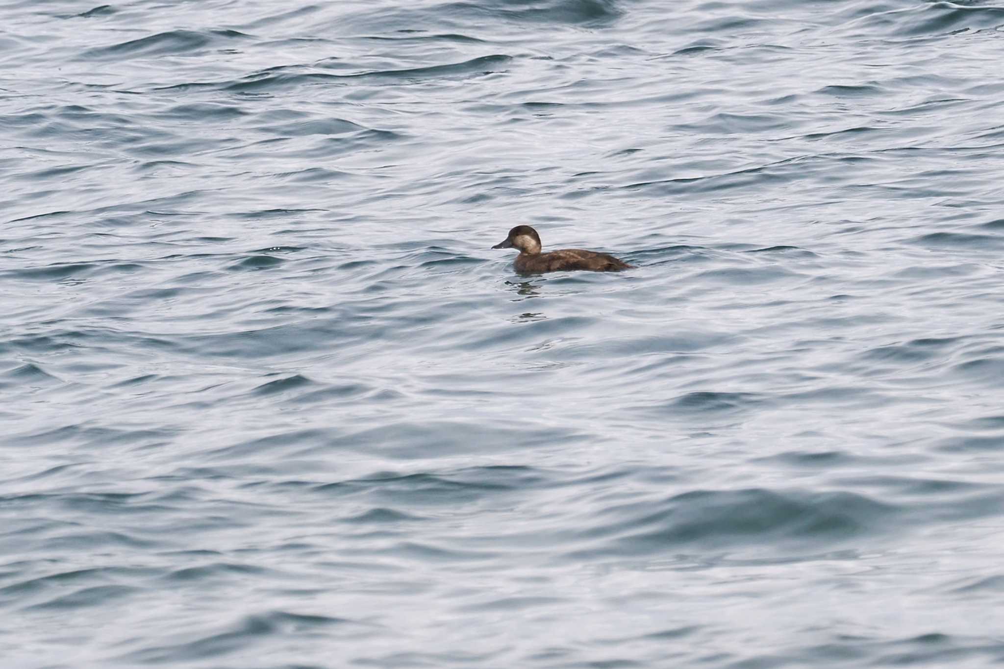 Black Scoter