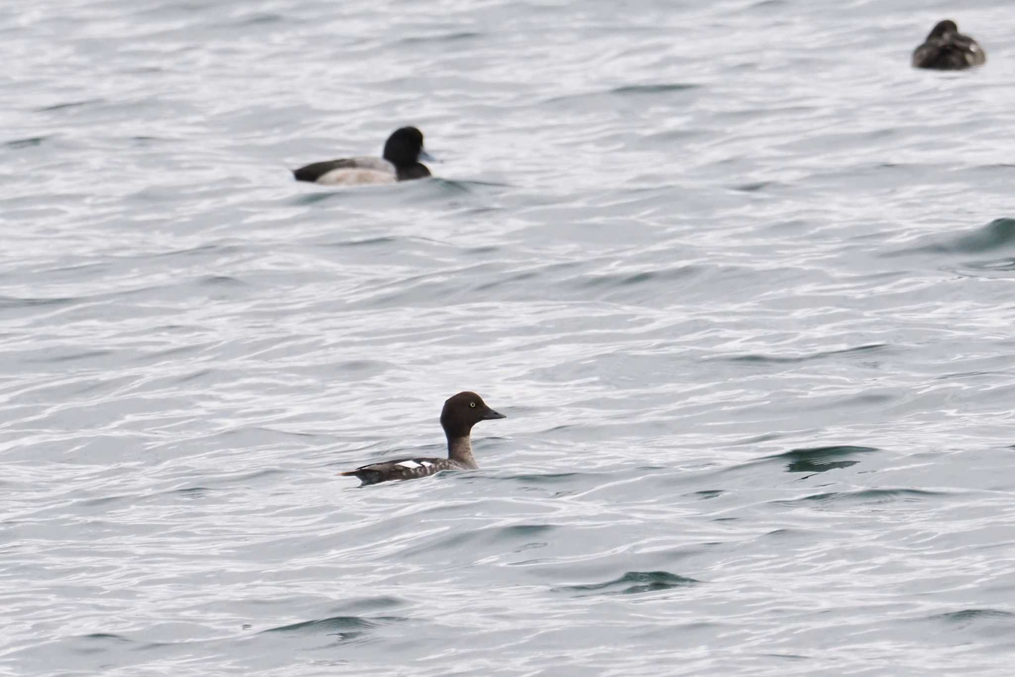 Common Goldeneye