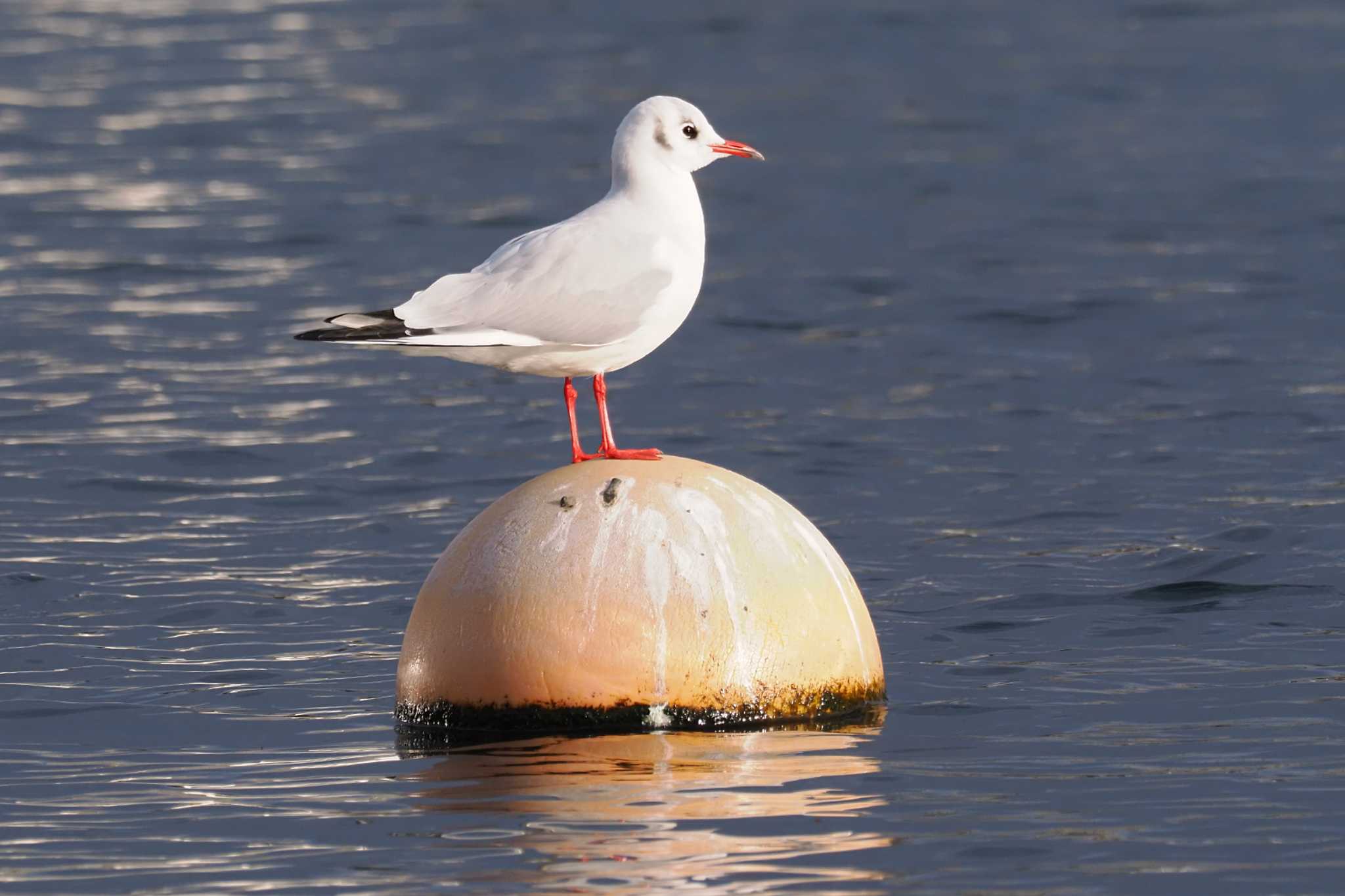 Black-headed Gull