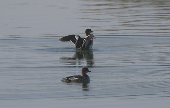 ミコアイサ 兵庫県伊丹市 2018年11月18日(日)