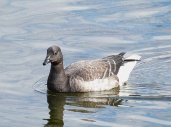 2024年1月27日(土) 内浦湾の野鳥観察記録