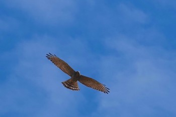 Grey-faced Buzzard Kunigamison Fri, 10/27/2023