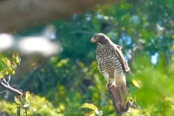 Grey-faced Buzzard Kunigamison Fri, 10/27/2023