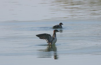 Smew 兵庫県伊丹市 Sun, 11/18/2018