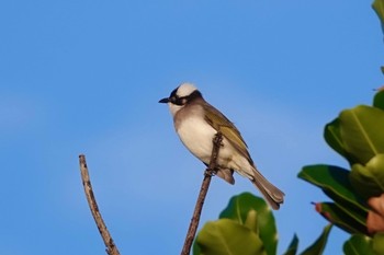 Light-vented Bulbul 沖縄読谷村 Sat, 10/28/2023