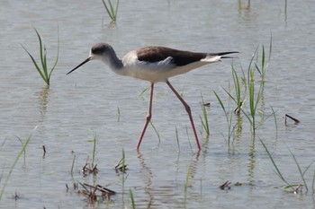 Black-winged Stilt Kunigamison Fri, 10/27/2023