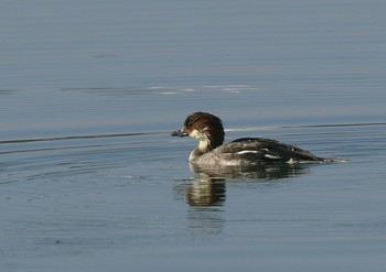 Smew 兵庫県伊丹市 Sun, 11/18/2018