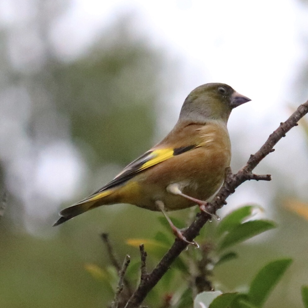 Photo of Grey-capped Greenfinch at 錦織公園 by sakura