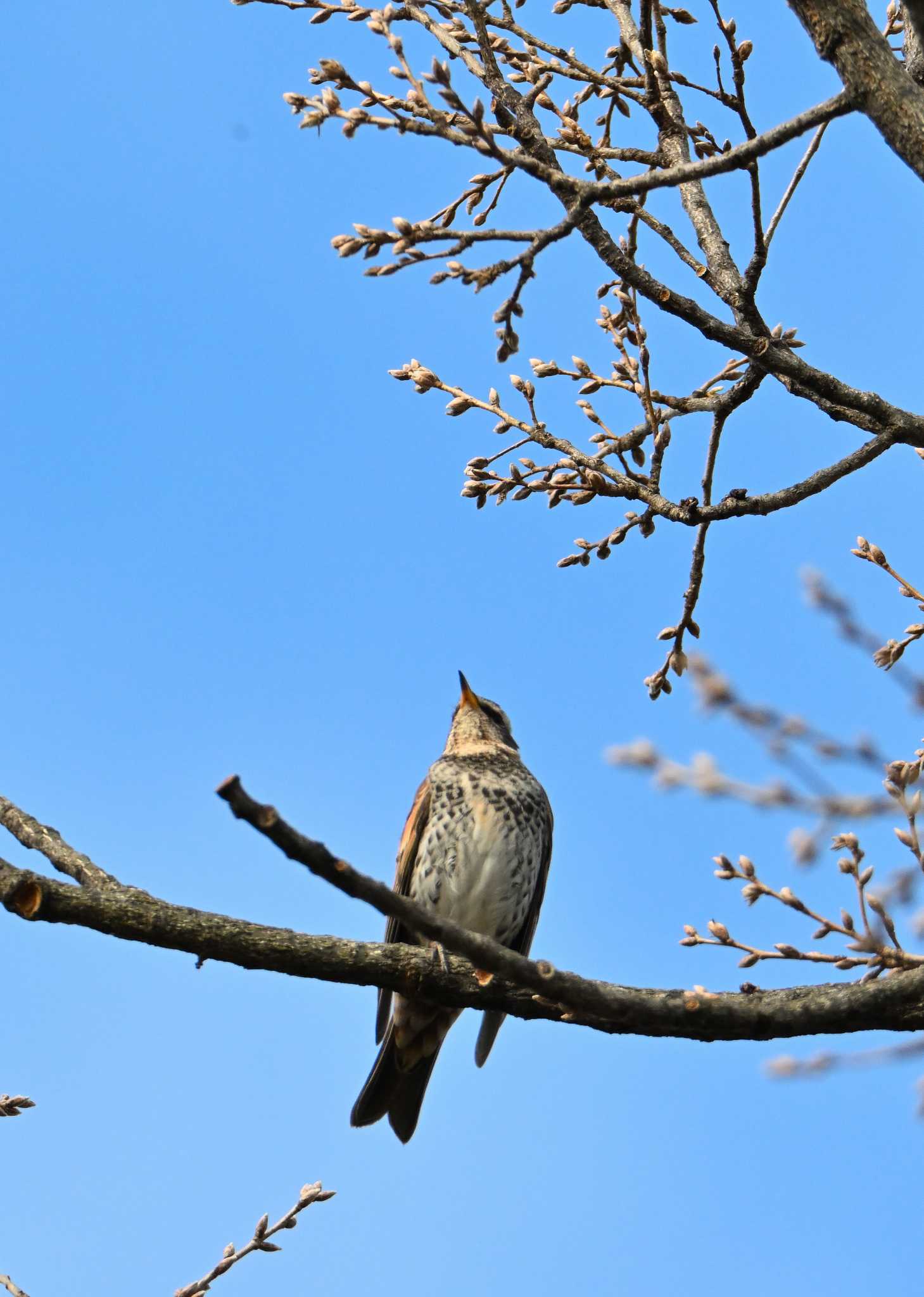 Dusky Thrush