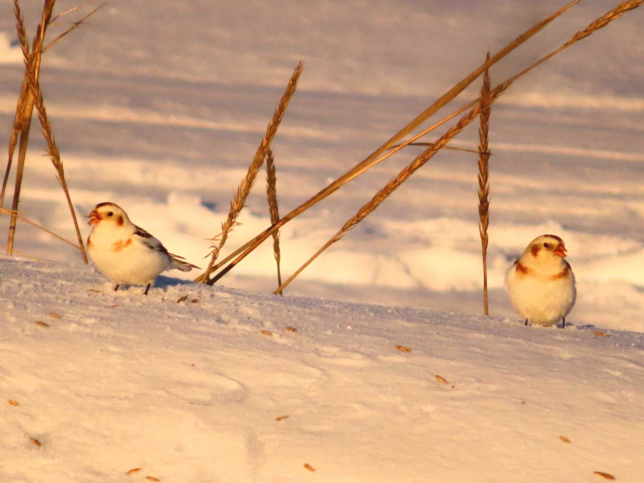 Photo of Snow Bunting at 鵡川河口 by ゆ