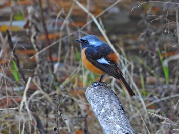 Daurian Redstart 庚申山総合公園 Sat, 12/9/2023