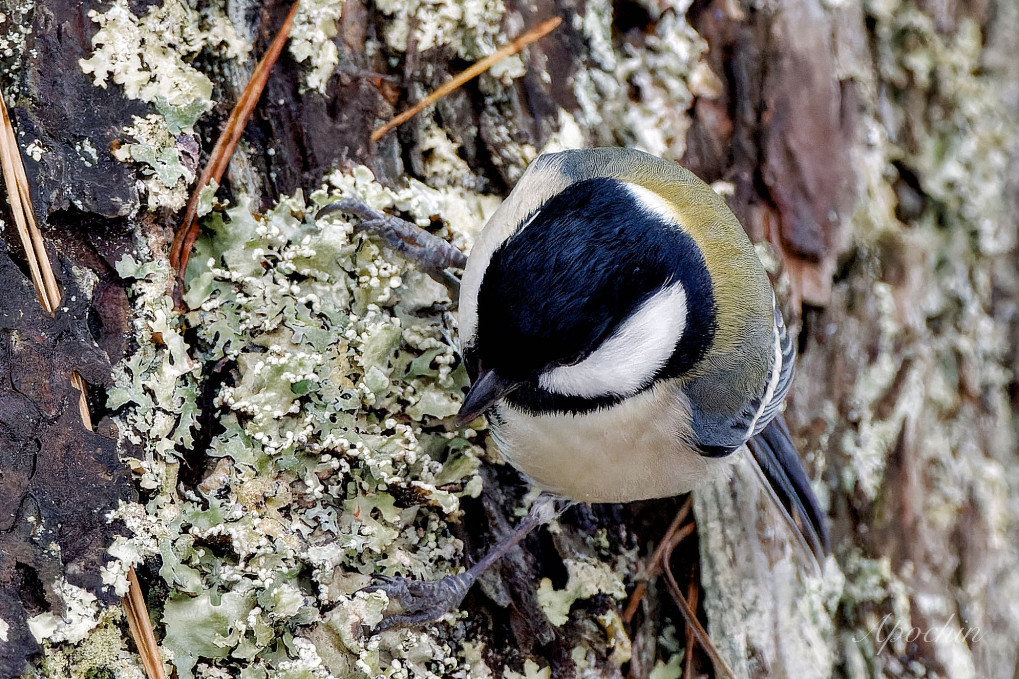 Japanese Tit