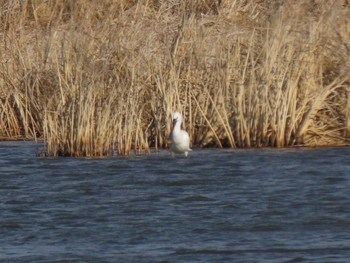 Eurasian Spoonbill Kabukuri Pond Sun, 2/4/2024