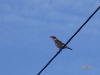 2023年12月27日(水) 国分川調節池の野鳥観察記録