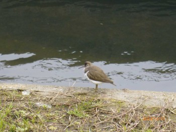 2023年12月27日(水) 国分川調節池の野鳥観察記録