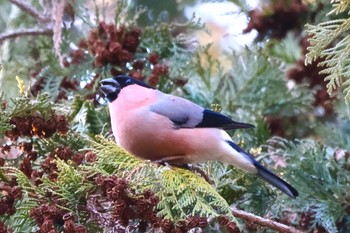 Eurasian Bullfinch(rosacea) 高崎自然の森 Sat, 2/3/2024