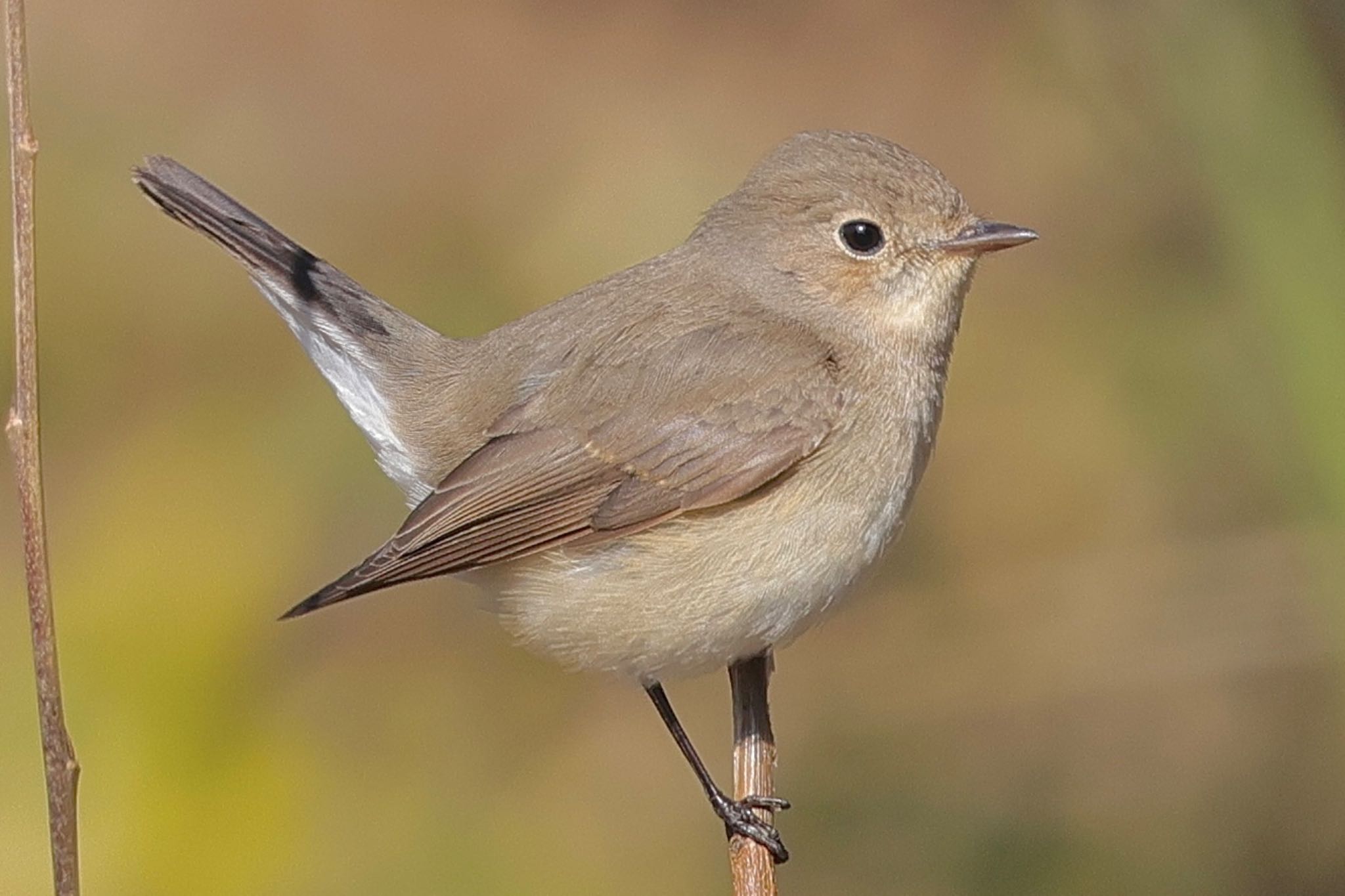 Red-breasted Flycatcher