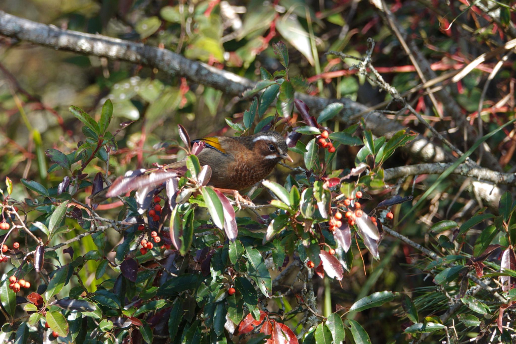 White-whiskered Laughingthrush