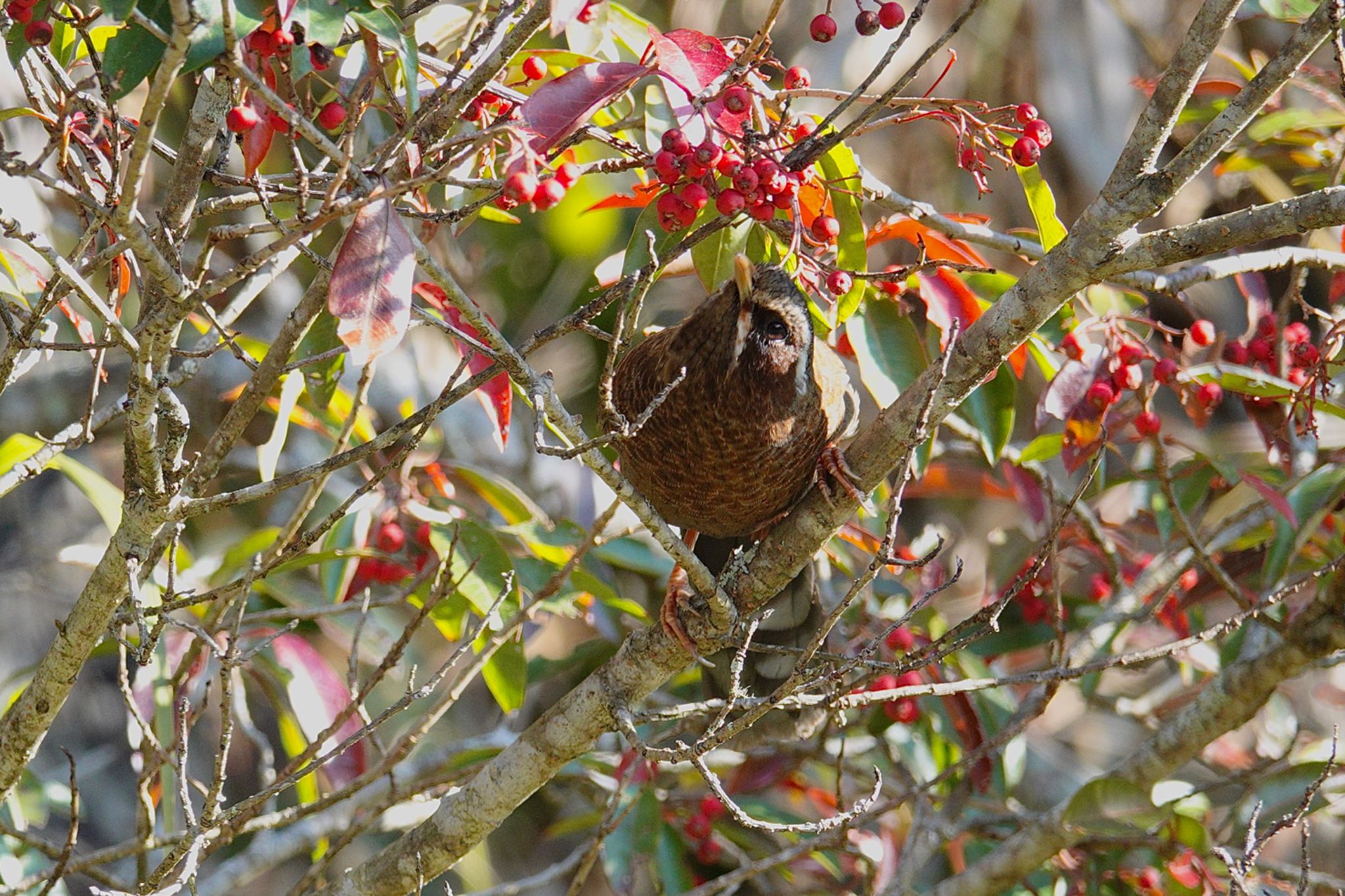 White-whiskered Laughingthrush