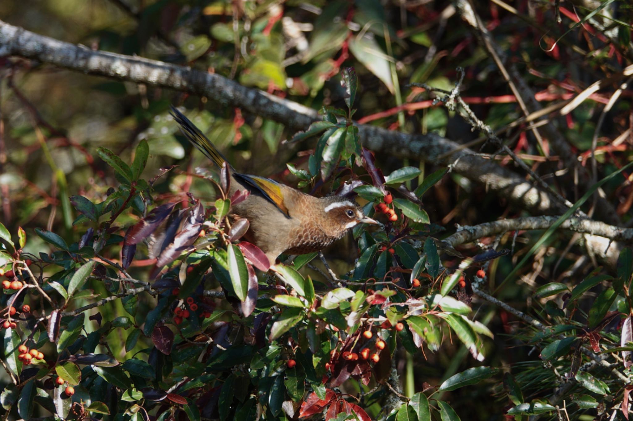 Photo of White-whiskered Laughingthrush at 阿里山国家森林遊楽区 by のどか