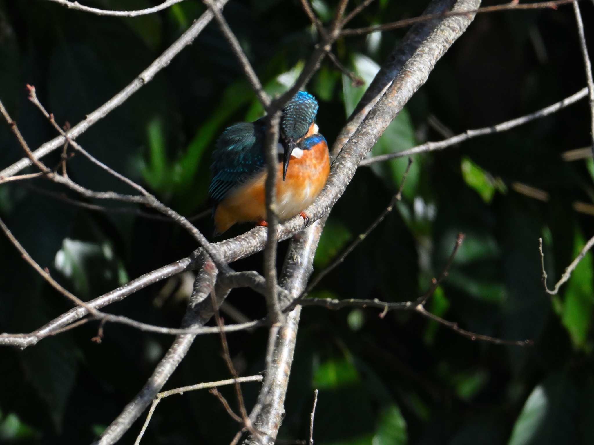 Common Kingfisher