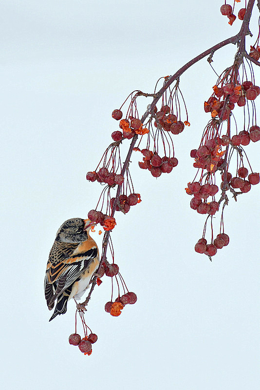 Brambling