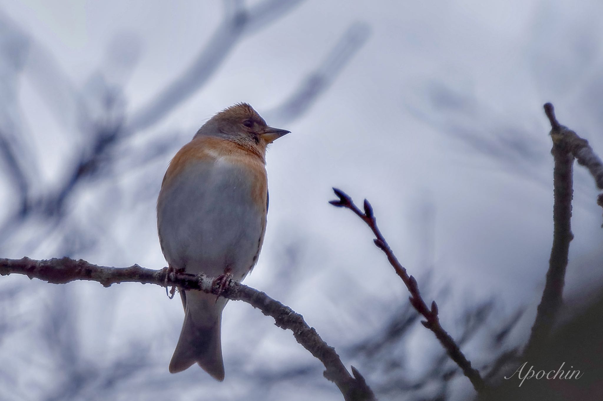 Brambling