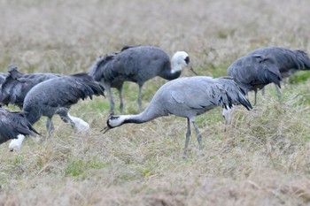 Common Crane Unknown Spots Wed, 1/24/2024